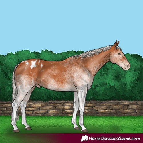 Horse Color:White Spotted Silver Bay Tobiano Varnish 