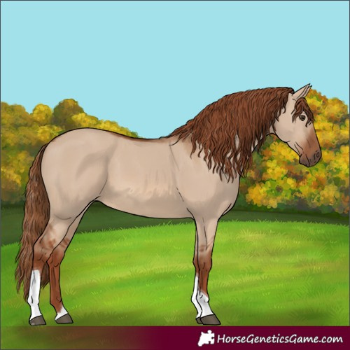 Horse Color:Red Dun Tobiano