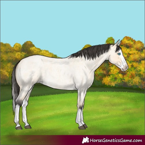 Horse Color:Buckskin Roan Dun Splash 