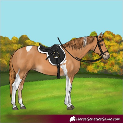 Horse Color:Chestnut Tobiano 