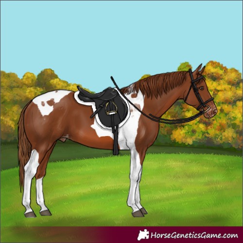 Horse Color:Chestnut Tobiano Varnish 