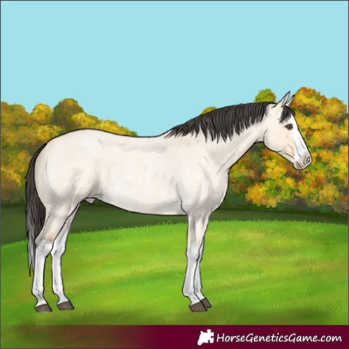 Horse Color:Buckskin Roan Dun Splash 