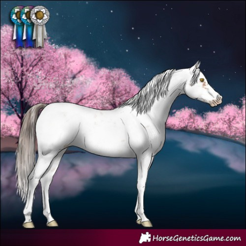Horse Color:Amber Champagne Sabino Frame Blanket 