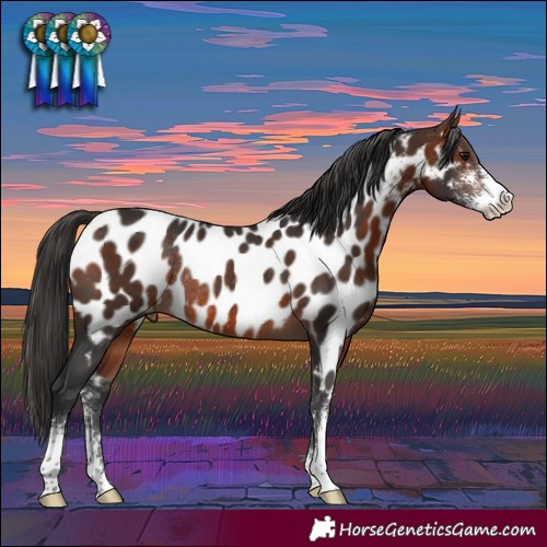 Horse Color:Bay Sabino Blanket Rabicano 