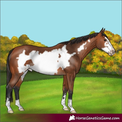 Horse Color:Bay Frame 