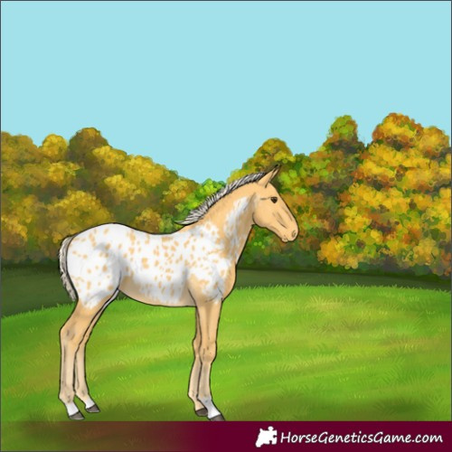 Horse Color:Unknown 