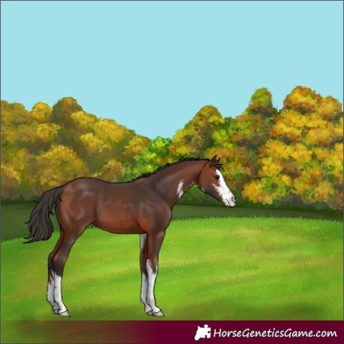Horse Color:White Spotted Bay 