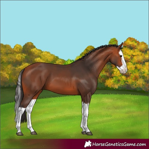 Horse Color:Bay Splash 