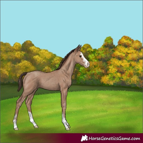 Horse Color:Classic Champagne 