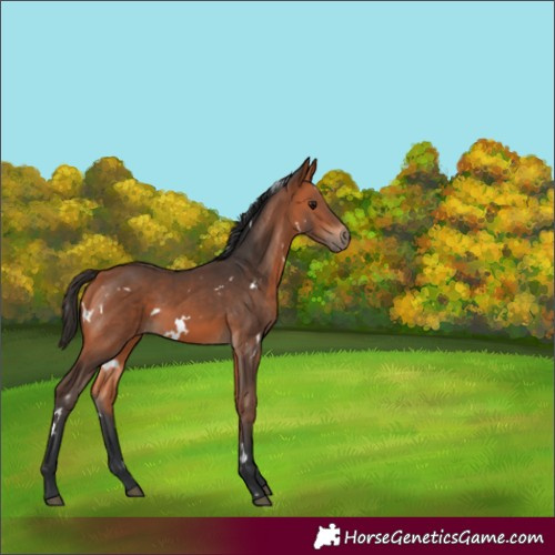 Horse Color:White Spotted Bay
