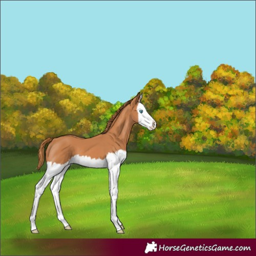 Horse Color:Chestnut Splash