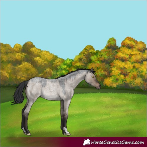 Horse Color:Brown Roan Dun Rabicano
