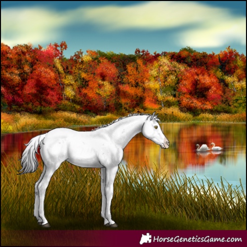 Horse Color:Brown Dun Sabino Rabicano 