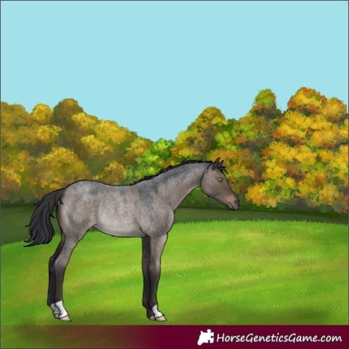 Horse Color:Brown Roan Dun Rabicano