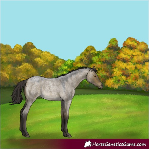 Horse Color:Buckskin Roan Dun Rabicano 
