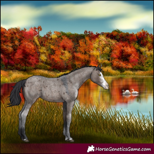 Horse Color:Brown Roan Dun Sabino