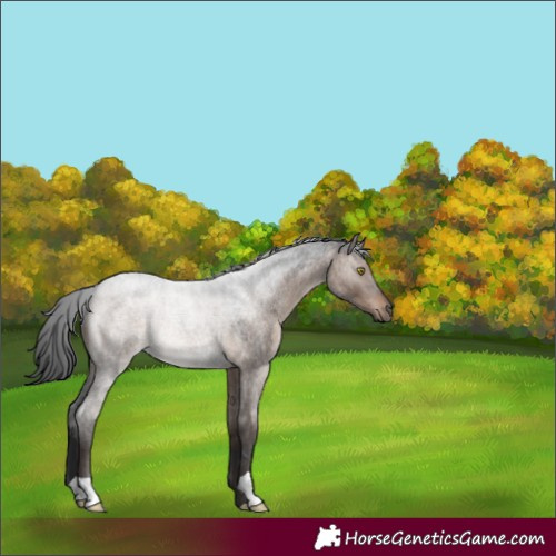 Horse Color:Brown Roan Dun Rabicano