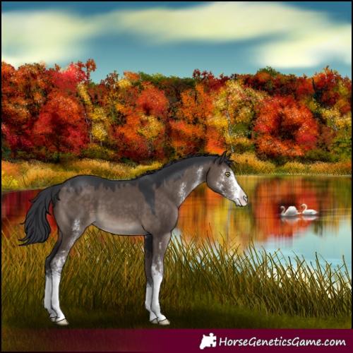 Horse Color:Brown Dun Sabino