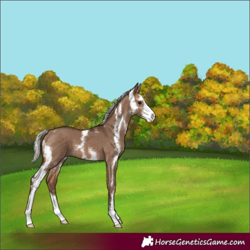 Horse Color:Silver Brown Dun Sabino 