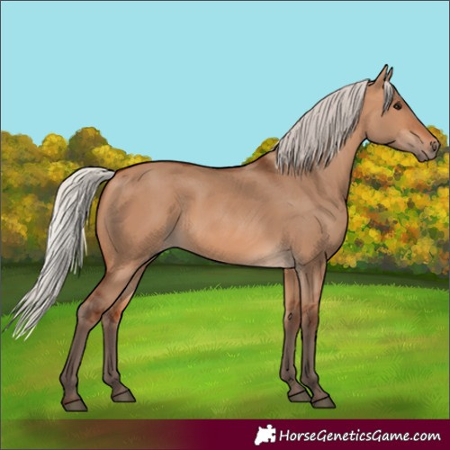 Horse Color:Silver Bay Dun