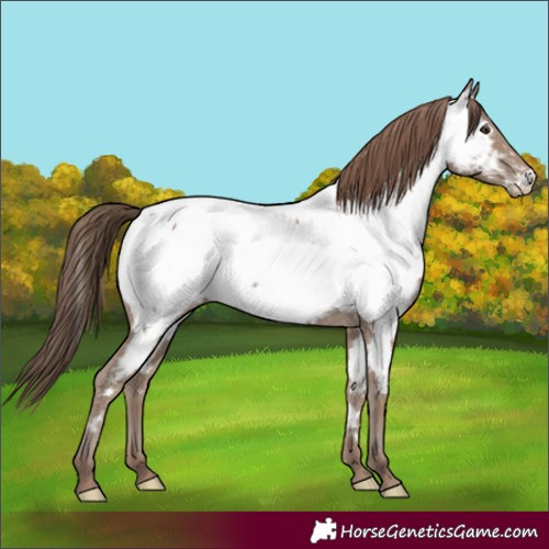 Horse Color:Classic Champagne Near Fewspot 