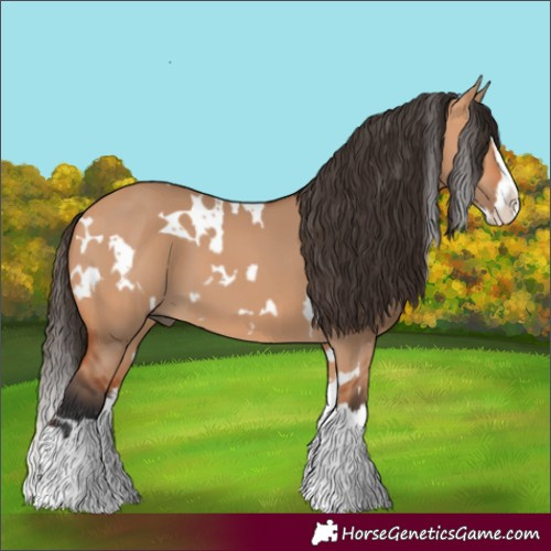 Horse Color:White Spotted Bay Dun Splash 