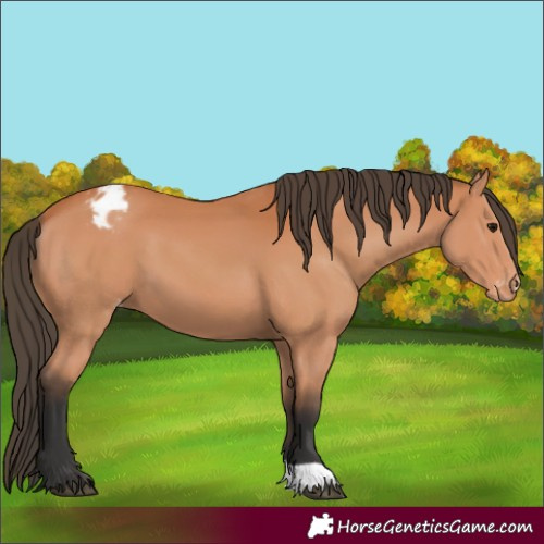 Horse Color:Bay Varnish 