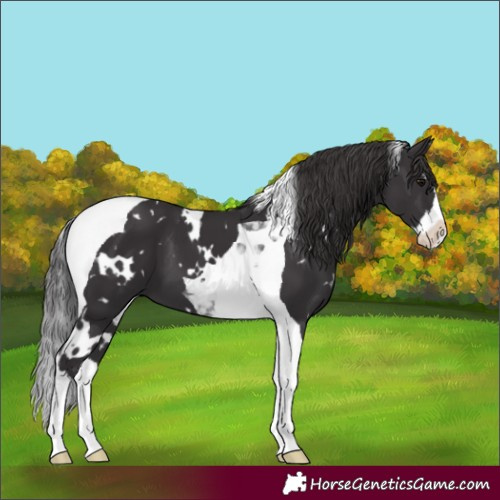 Horse Color:White Spotted Smoky Black Splash Tobiano