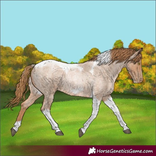 Horse Color:Red Roan Pearl Tobiano Frame 