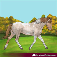 Horse Color:Red Roan Pearl Tobiano Frame 