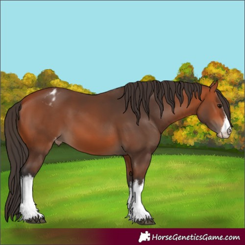 Horse Color:White Spotted Bay Varnish 