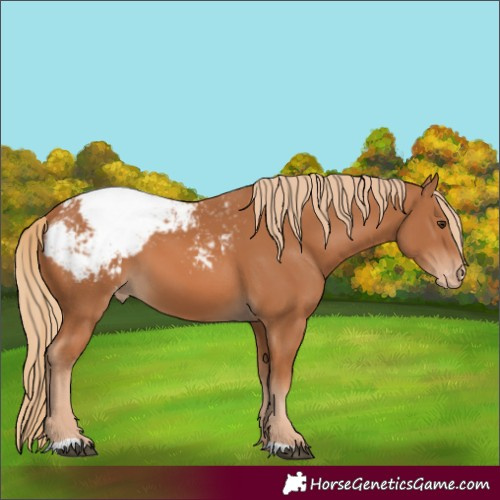 Horse Color:Chestnut Snowcap 