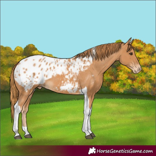 Horse Color:Chestnut Tobiano Blanket 
