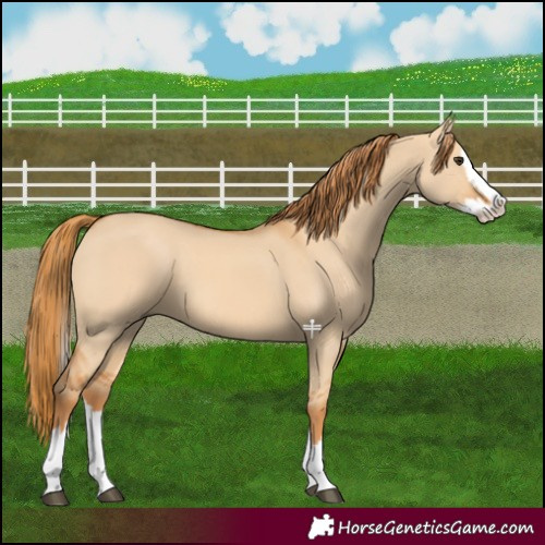 Horse Color:Red Dun Splash 