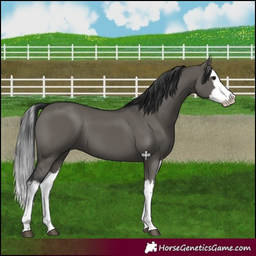 Horse Color:Grullo Splash 