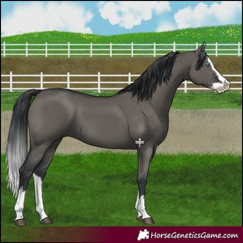 Horse Color:Grullo Splash 