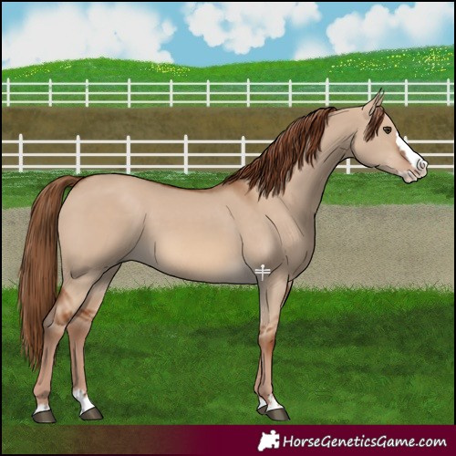 Horse Color:Red Dun Splash