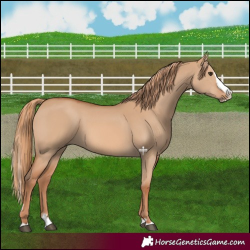 Horse Color:Red Dun Splash