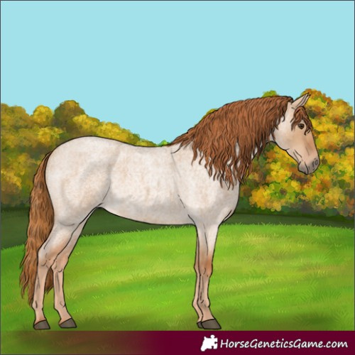 Horse Color:Unknown 