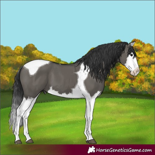 Horse Color:Unknown 