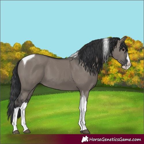 Horse Color:Unknown 