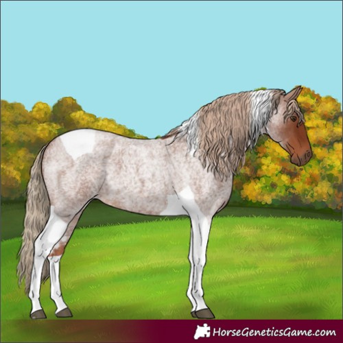 Horse Color:Unknown 