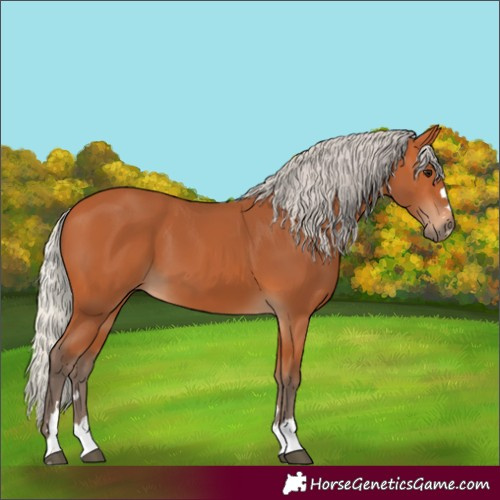 Horse Color:Unknown 