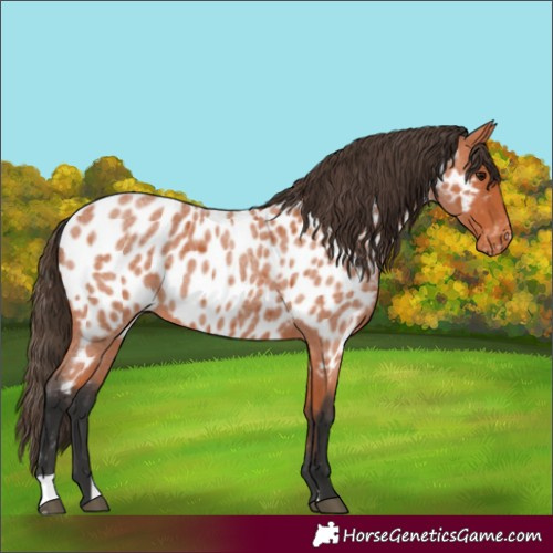 Horse Color:Unknown 