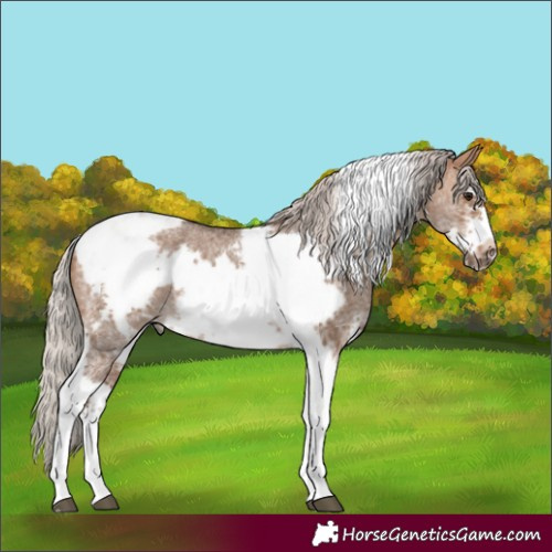 Horse Color:Silver Bay Dun Sabino Tobiano Frame Rabicano 