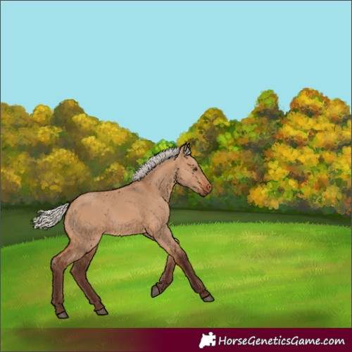 Horse Color:Silver Bay Dun 