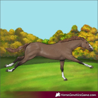 Horse Color:Liver Red Dun
