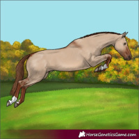 Horse Color:Red Dun