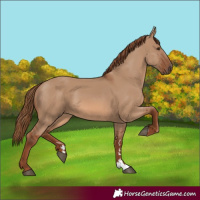 Horse Color:Red Dun