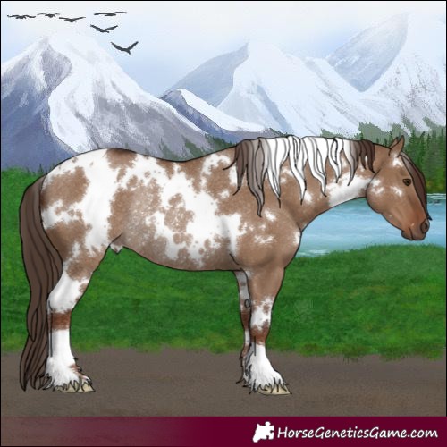 Horse Color:White Spotted Liver Red Dun Rabicano 